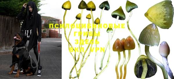 индика Алексин