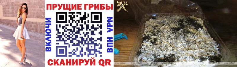 Псилоцибиновые грибы мицелий  купить наркоту  Сунжа 